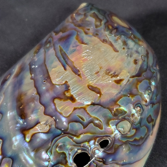 Opalized Abalone Shell - Picture 5 of 8